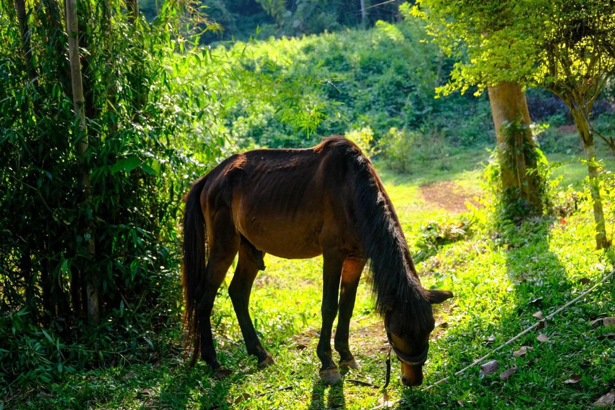 Hillside - Nature Lifestyle Lodge Luang Prabang Ngoại thất bức ảnh
